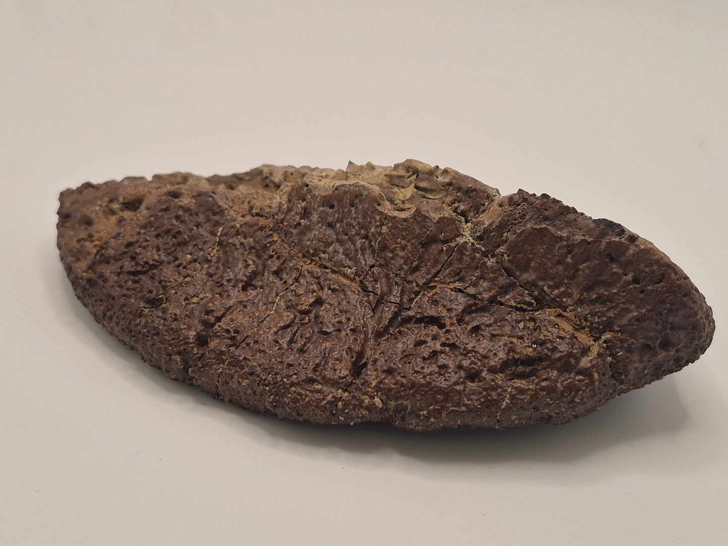6.2" Ankylosaurus Scute (Judith River)