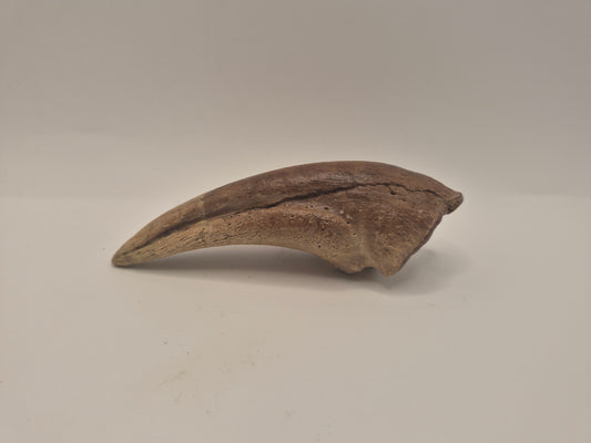 5" Tyrannosaur Toe Claw(Judith River Formation)