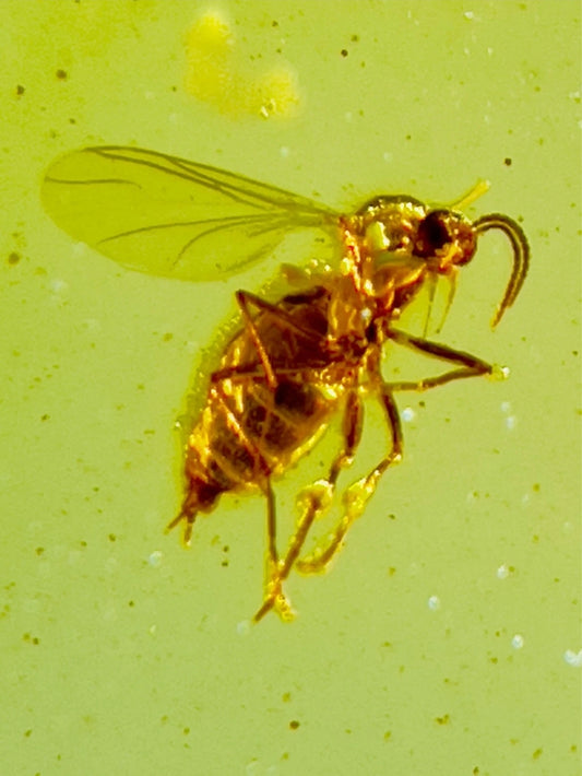 Fly In Burmese Amber