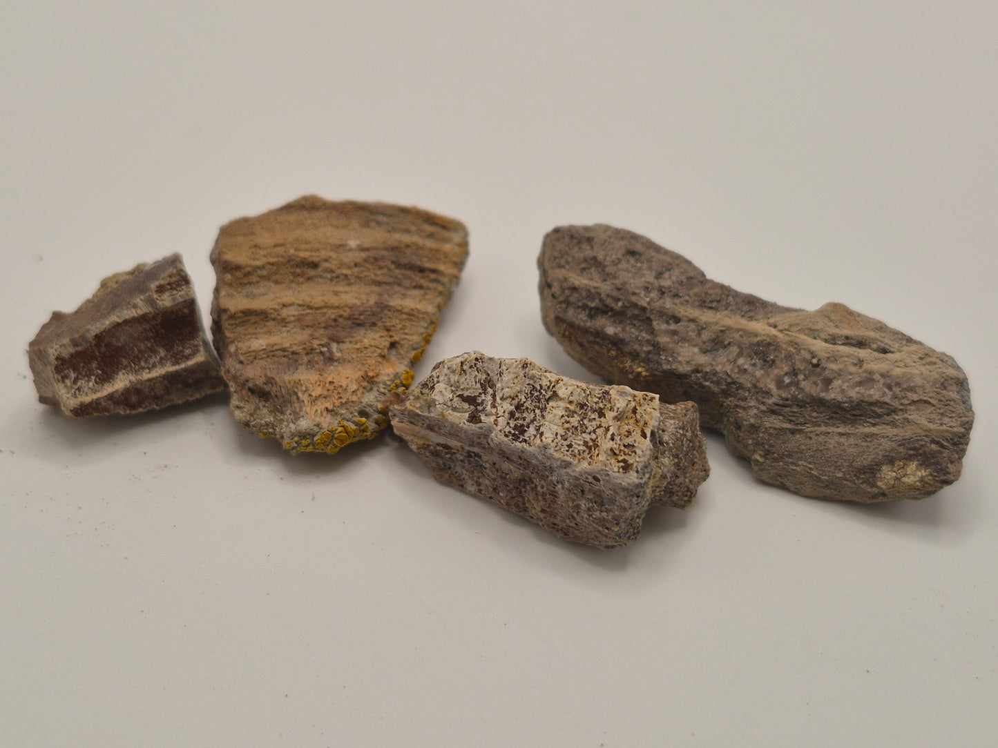 Bundle of 4 Hadrosaur Jaw pieces(Judith River)