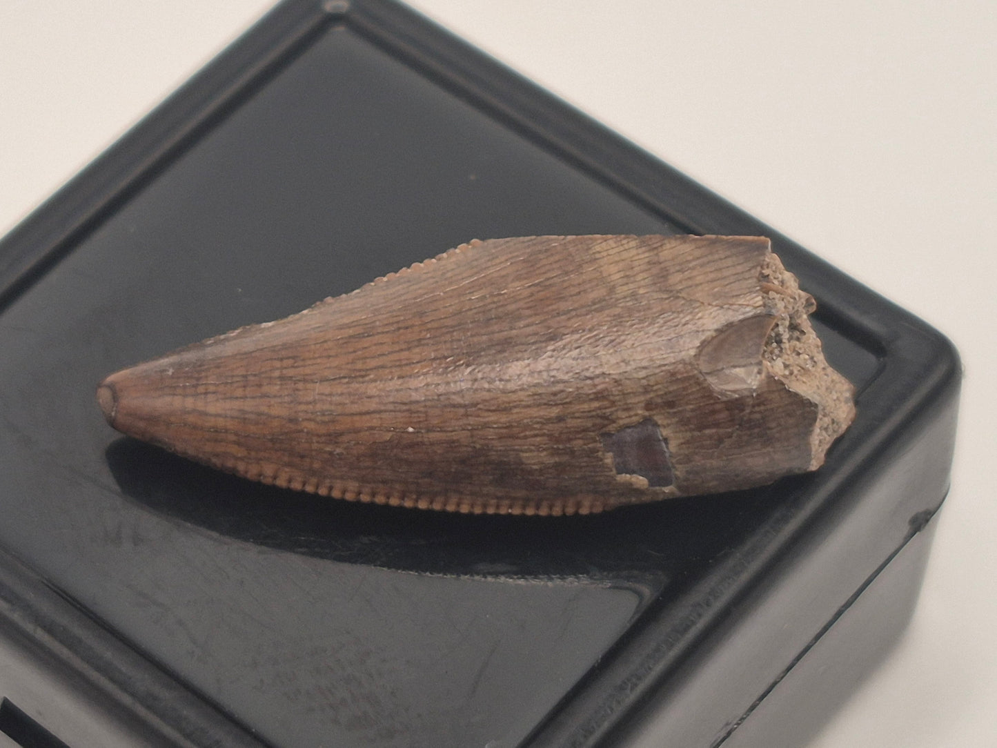 0.97" Tyrannosaur Tooth(Judith Tooth)