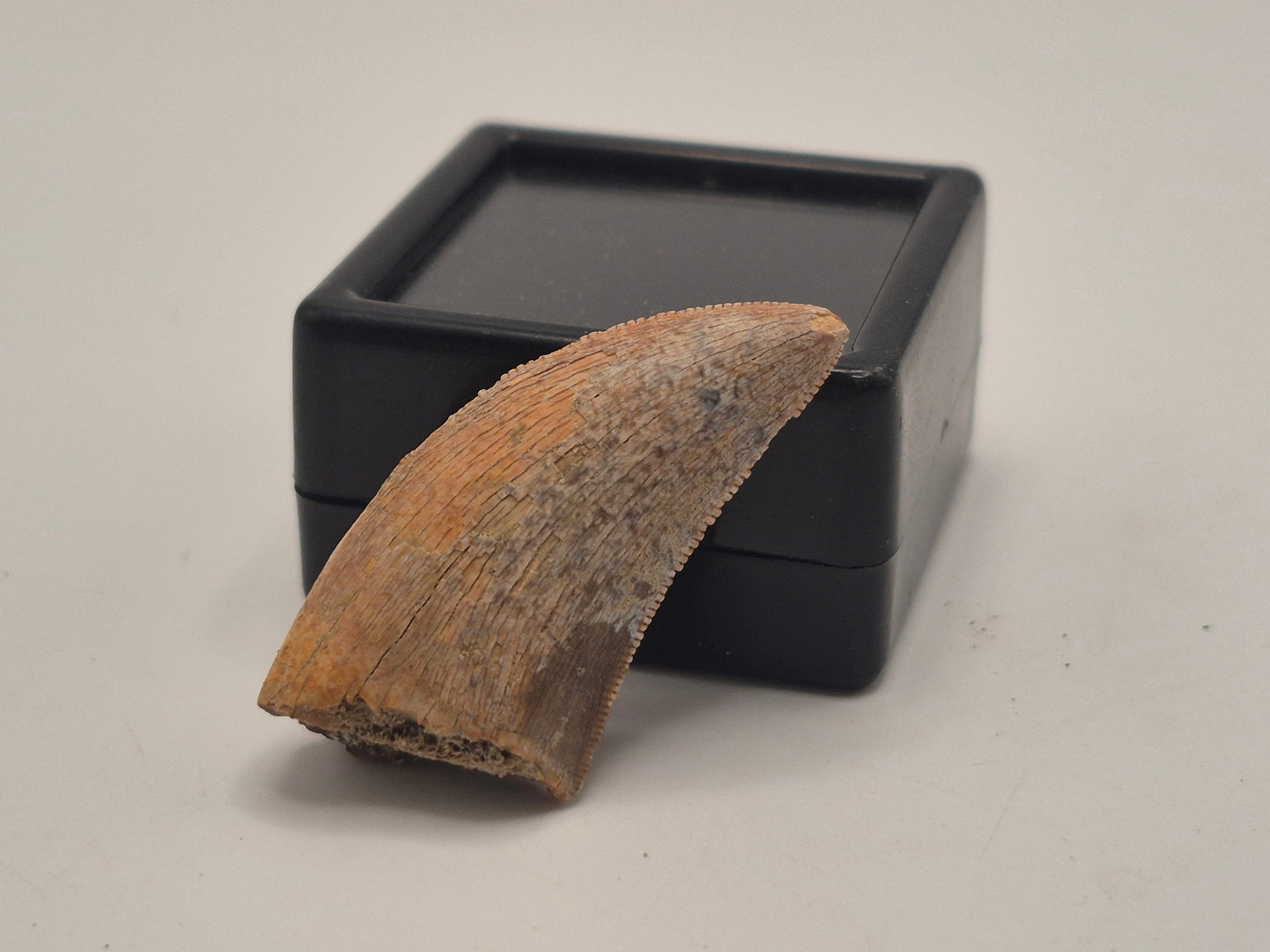 1.19" Tyrannosaur Tooth (Judith River)