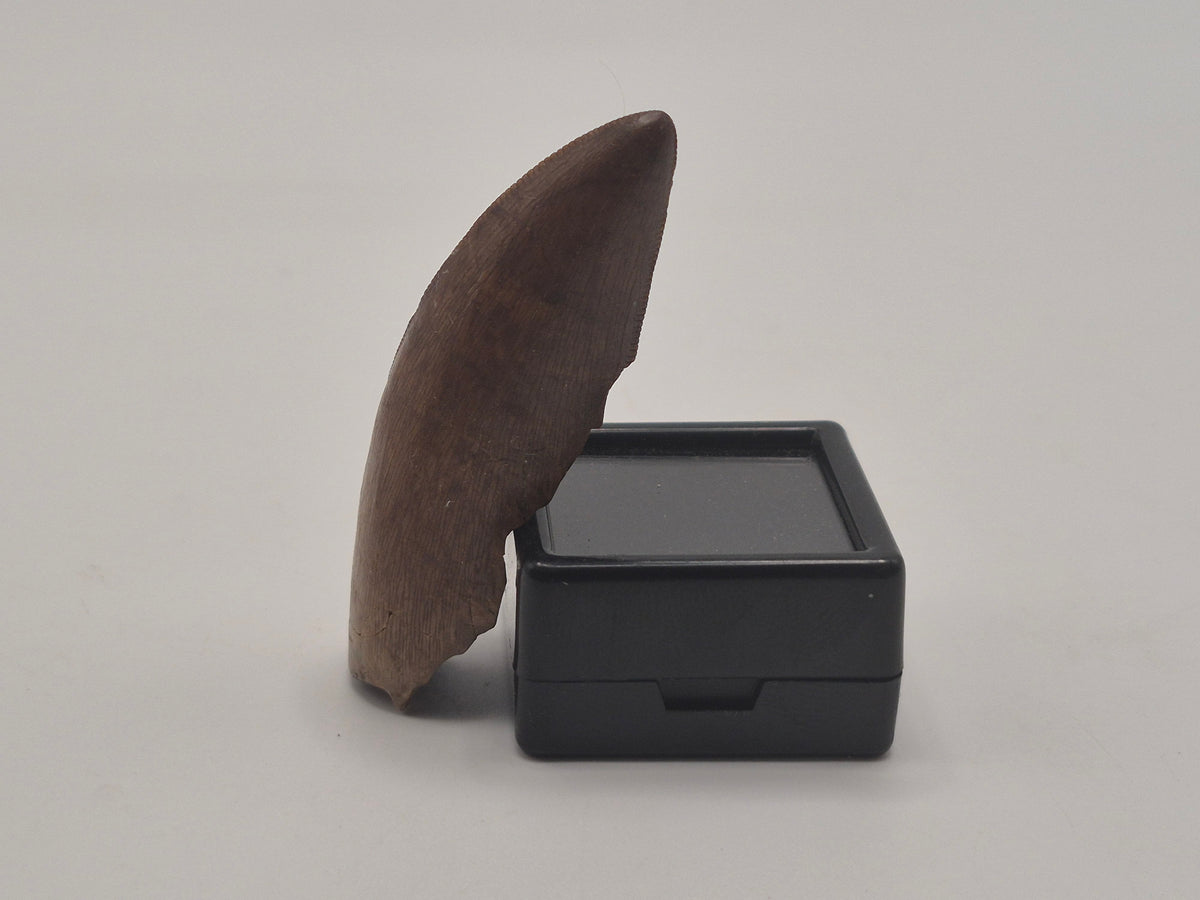 2.02" Tyrannosaur Tooth (Judith River)