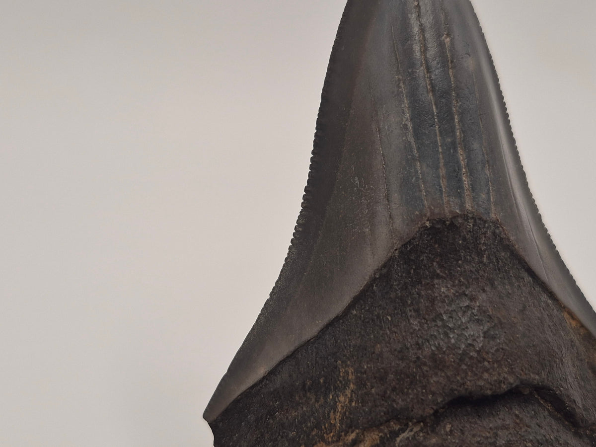 3.09" Megalodon Tooth (Georgia)