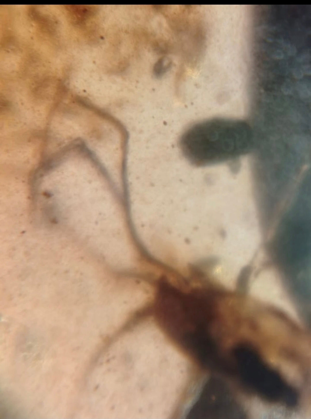 Tick And Snow Fleas in Burmese Amber