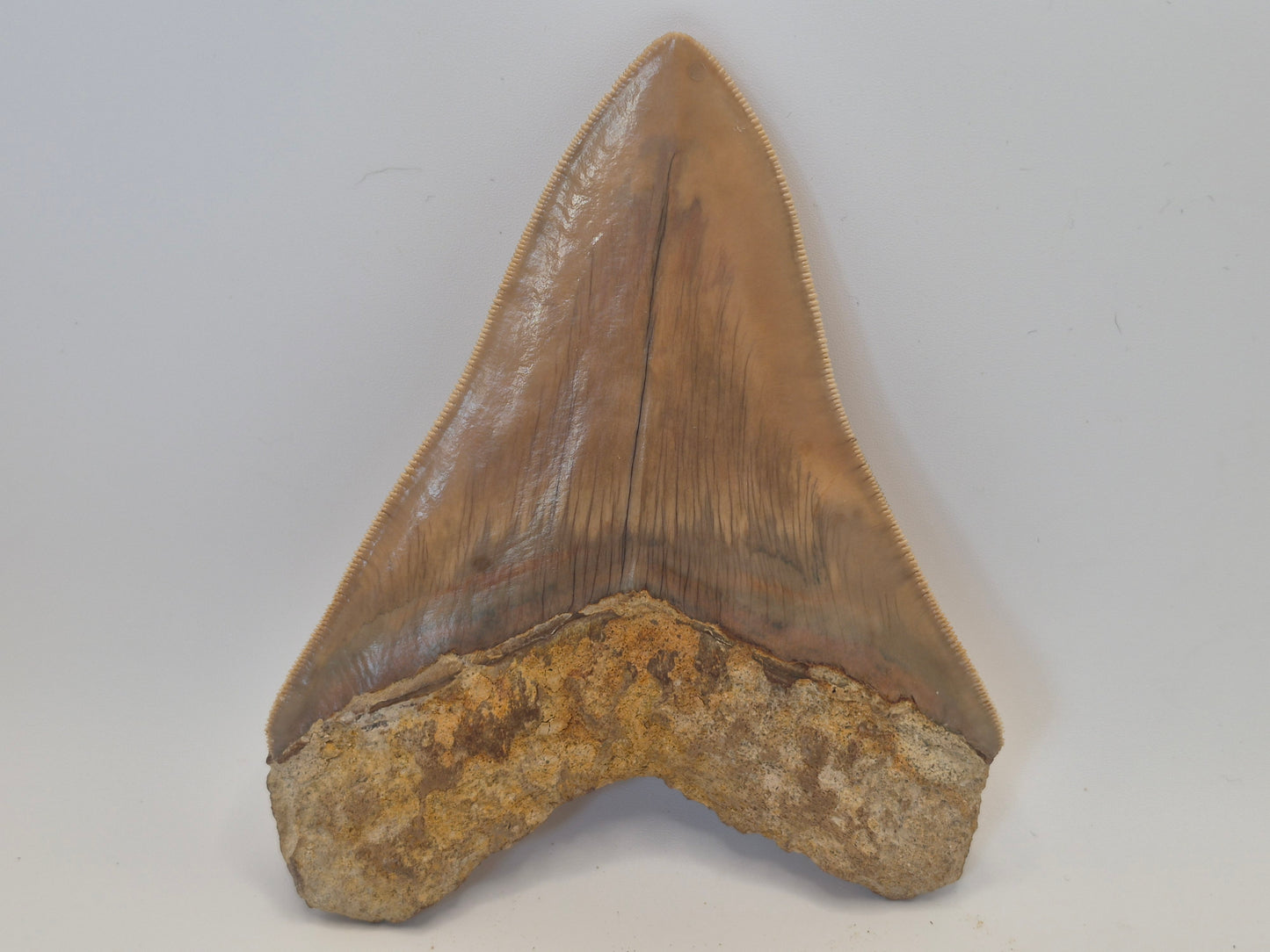 5.26" Megalodon Tooth(Indonesia)