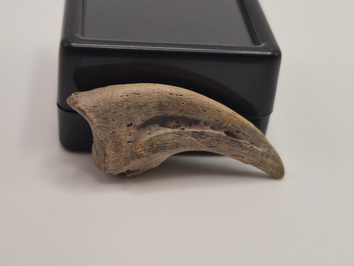 1.18" Troodon Toe Claw(Judith River)