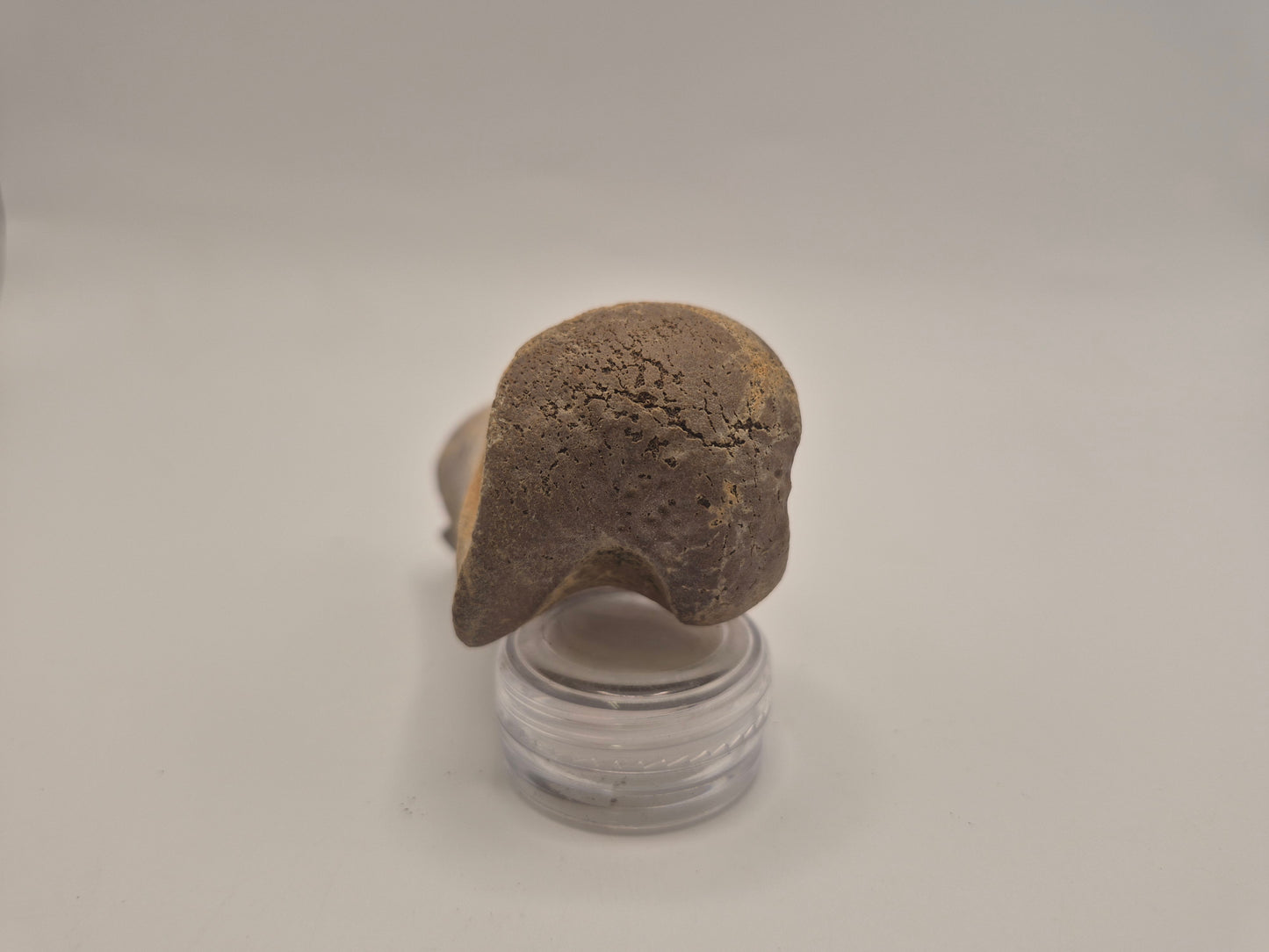 3" Theropod Limb Bone (Judith River)