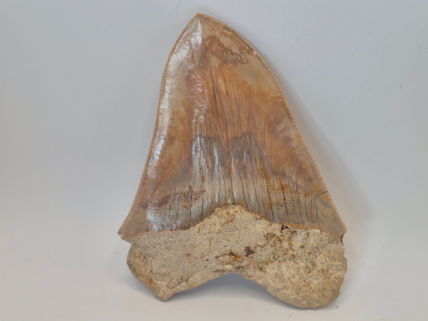5.05" Megalodon Tooth(Indonesia)
