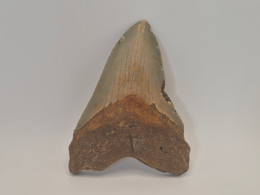4.24" Megalodon Tooth(North Carolina)