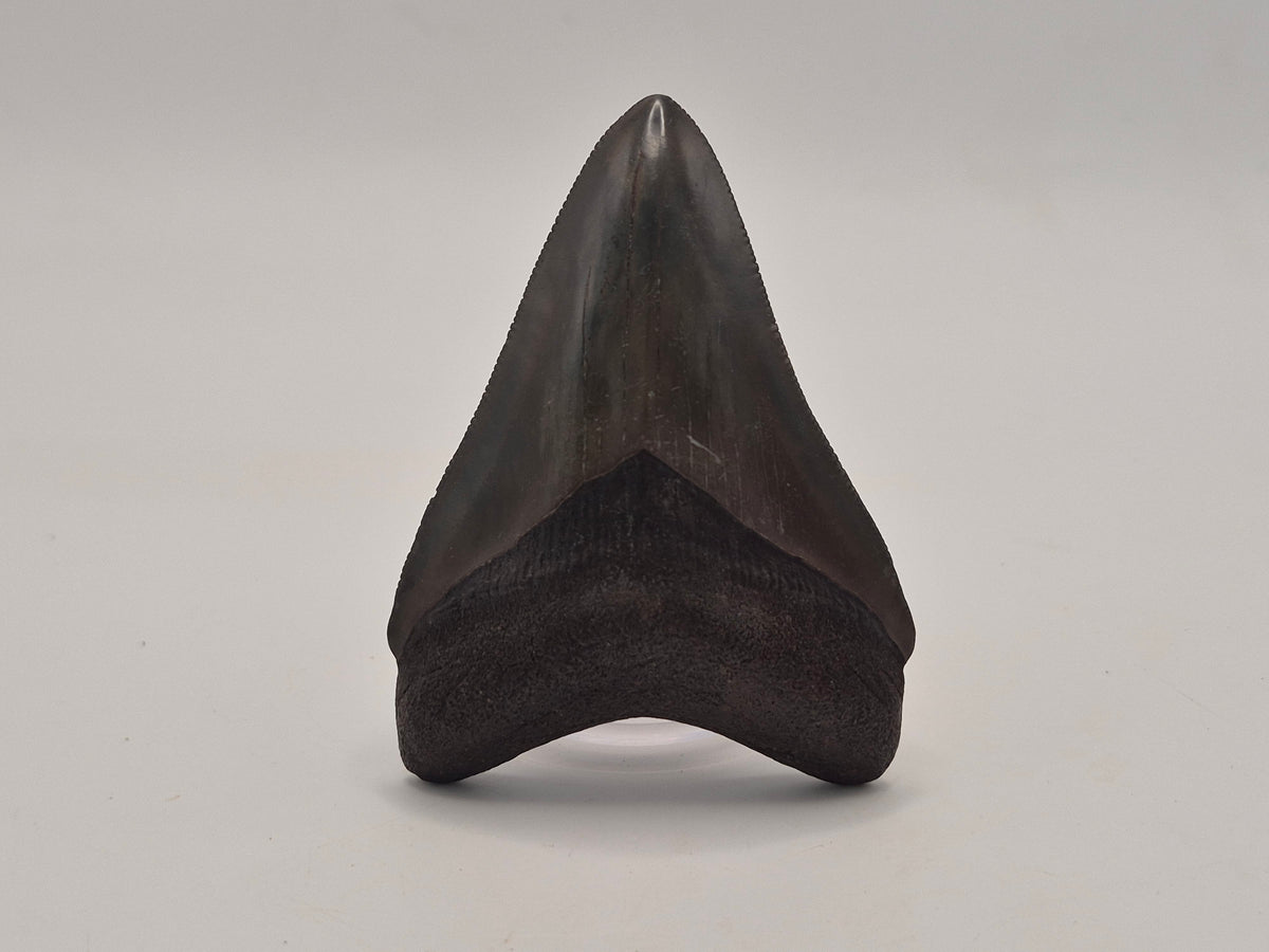 2.78" Gem Quality Megalodon Tooth (Georgia)