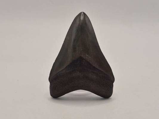 2.78" Gem Quality Megalodon Tooth (Georgia)