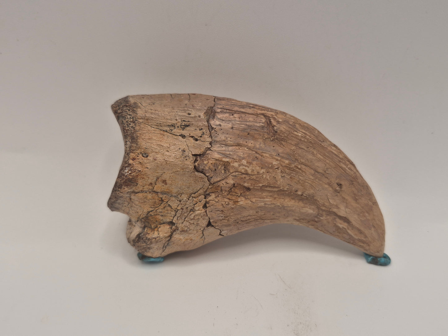 3.89" Tyrannosaur Hand Claw(Judith River)