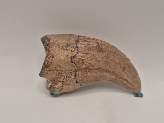 3.89" Tyrannosaur Hand Claw(Judith River)
