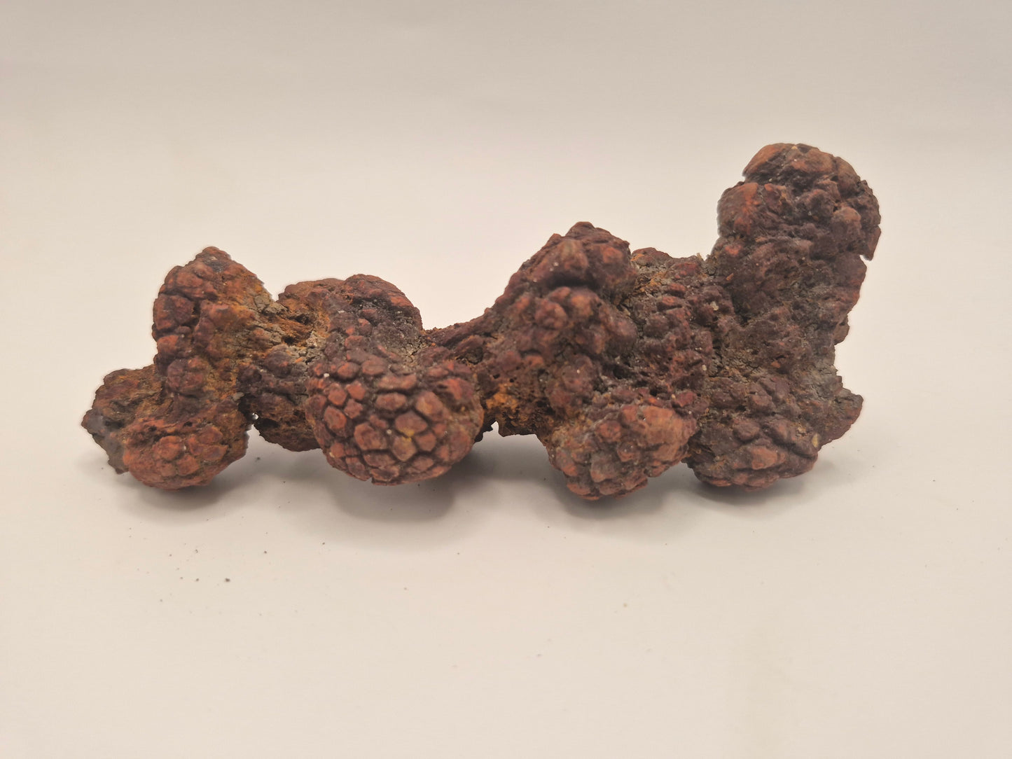 4.59" Coprolite (Madagascar)