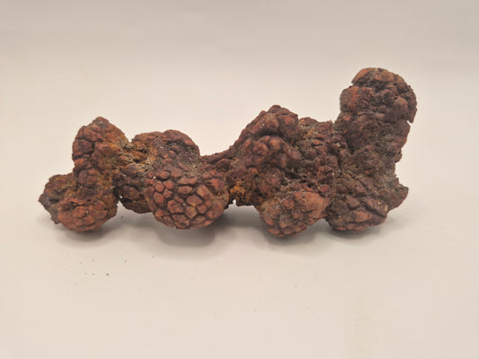 4.59" Coprolite (Madagascar)