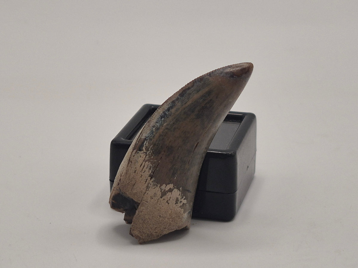 1.76" Tyrannosaur Tooth (Judith River)