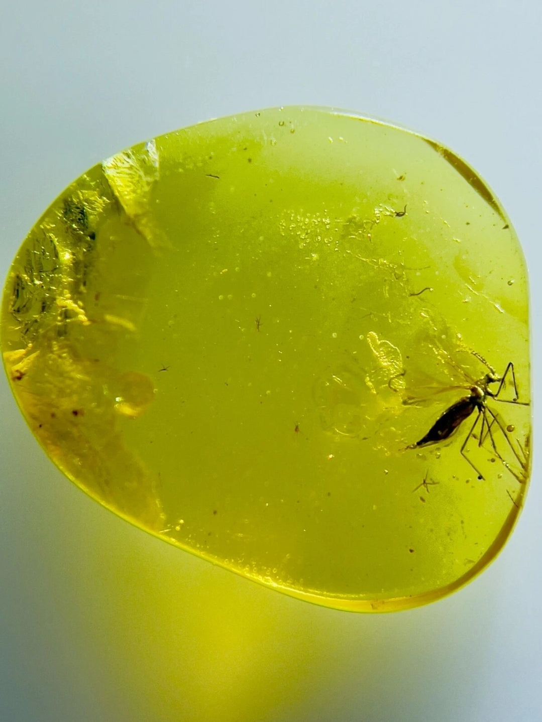 Mosquito in Burmese Amber