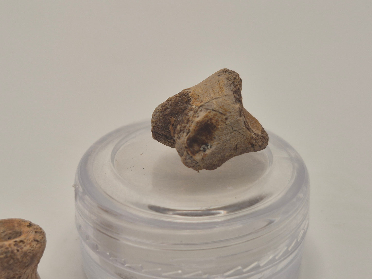 1.66" Troodon? Toe Bone Set(Judith River)