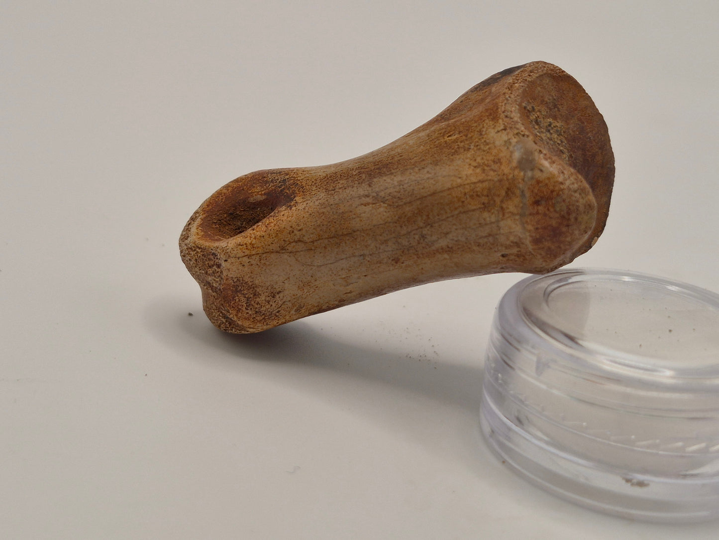 1.92" Juvenille Tyrannosaur Toe Bone(Judith River)