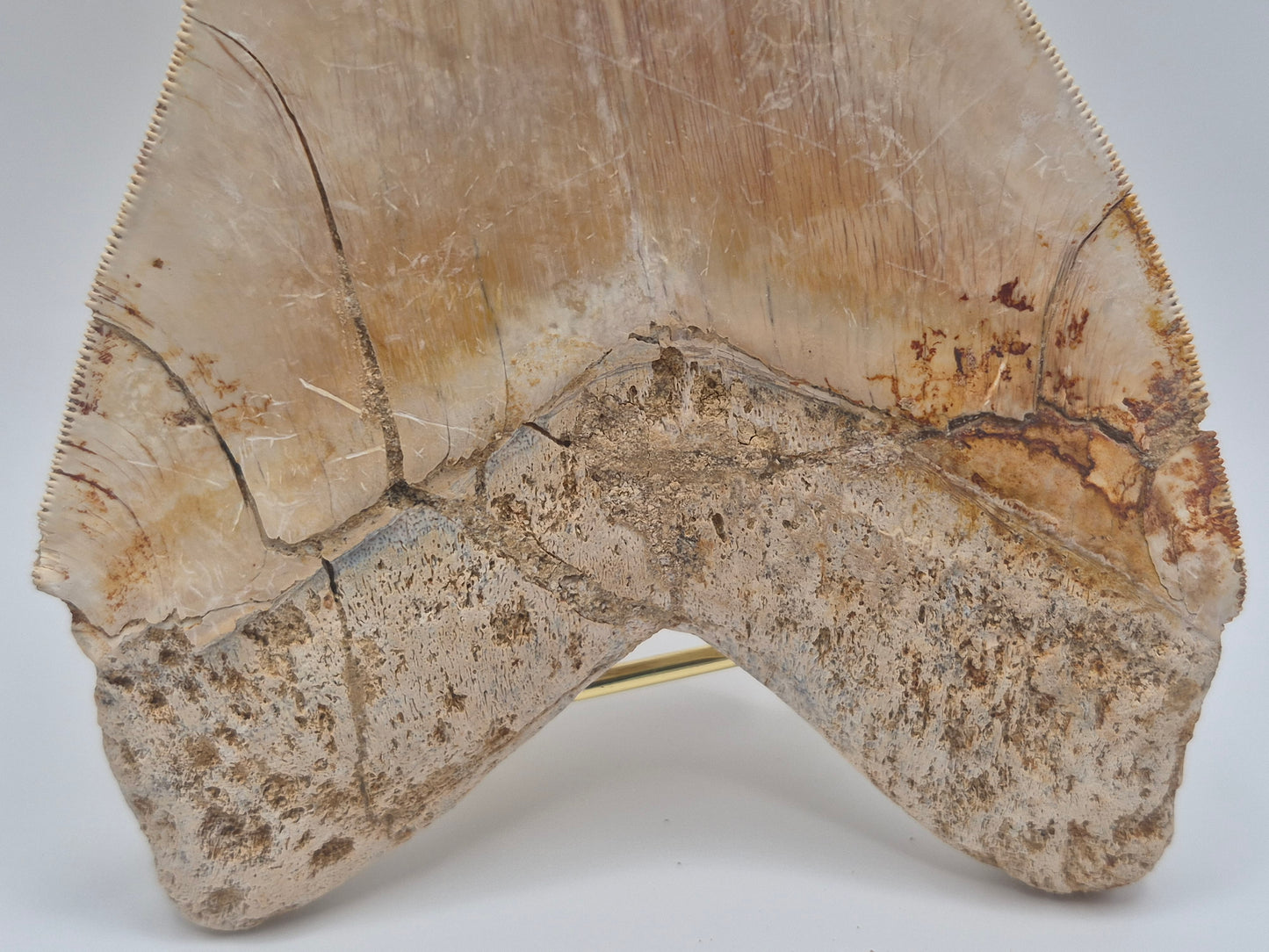 6.15" Megalodon Tooth(Indonesia)