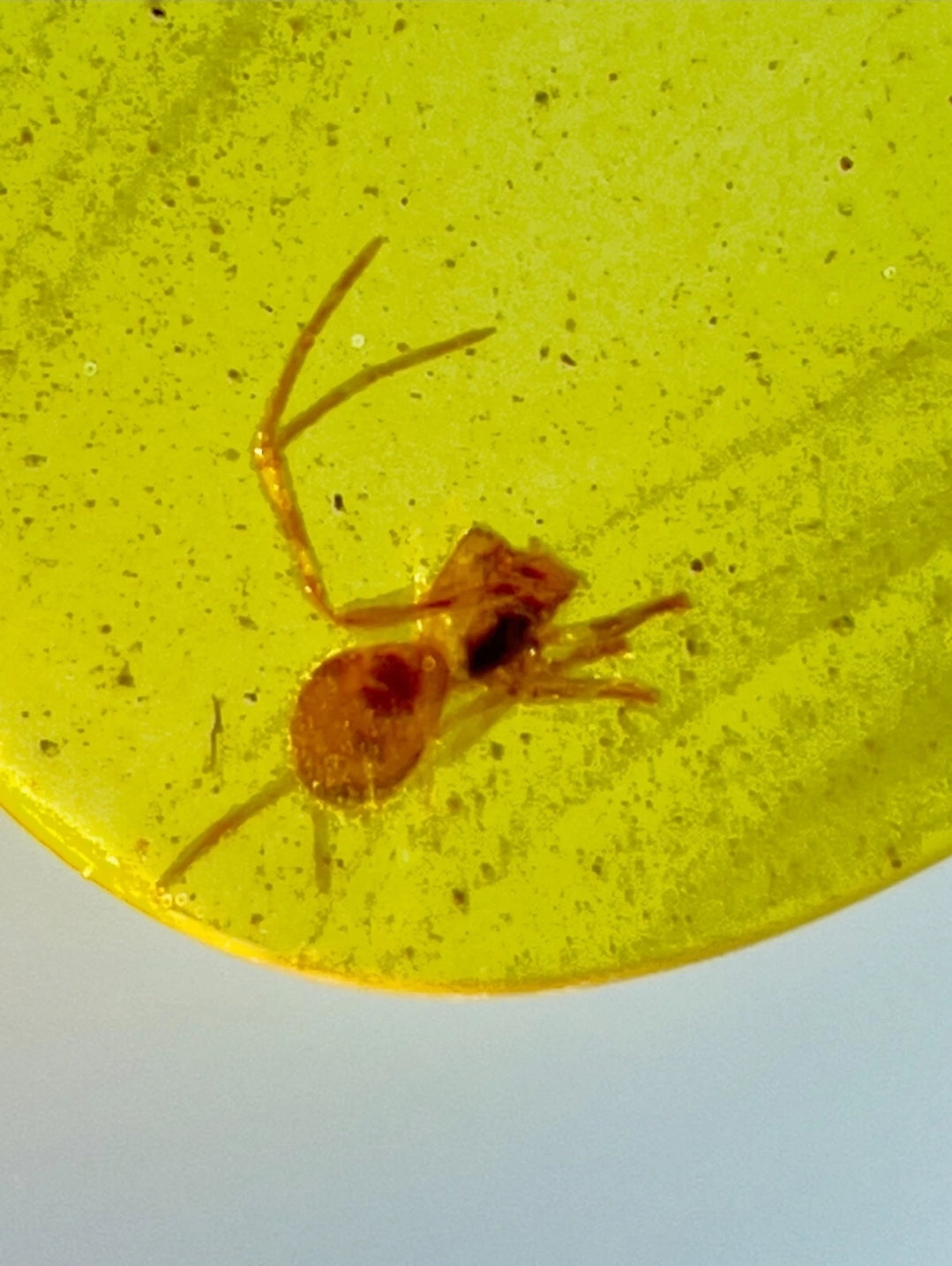 Spider in Burmese Amber