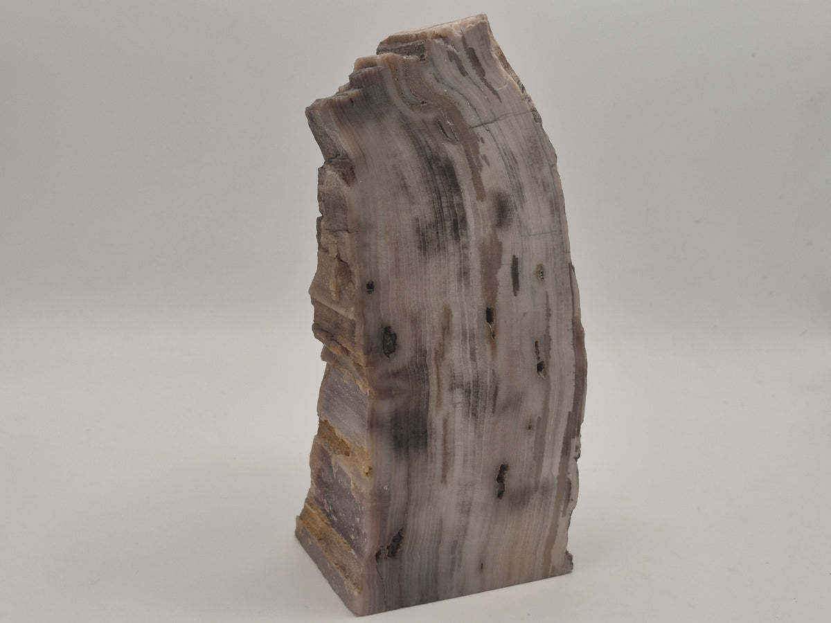 2.82lbs Petrified Wood
