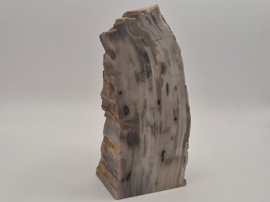 2.82lbs Petrified Wood