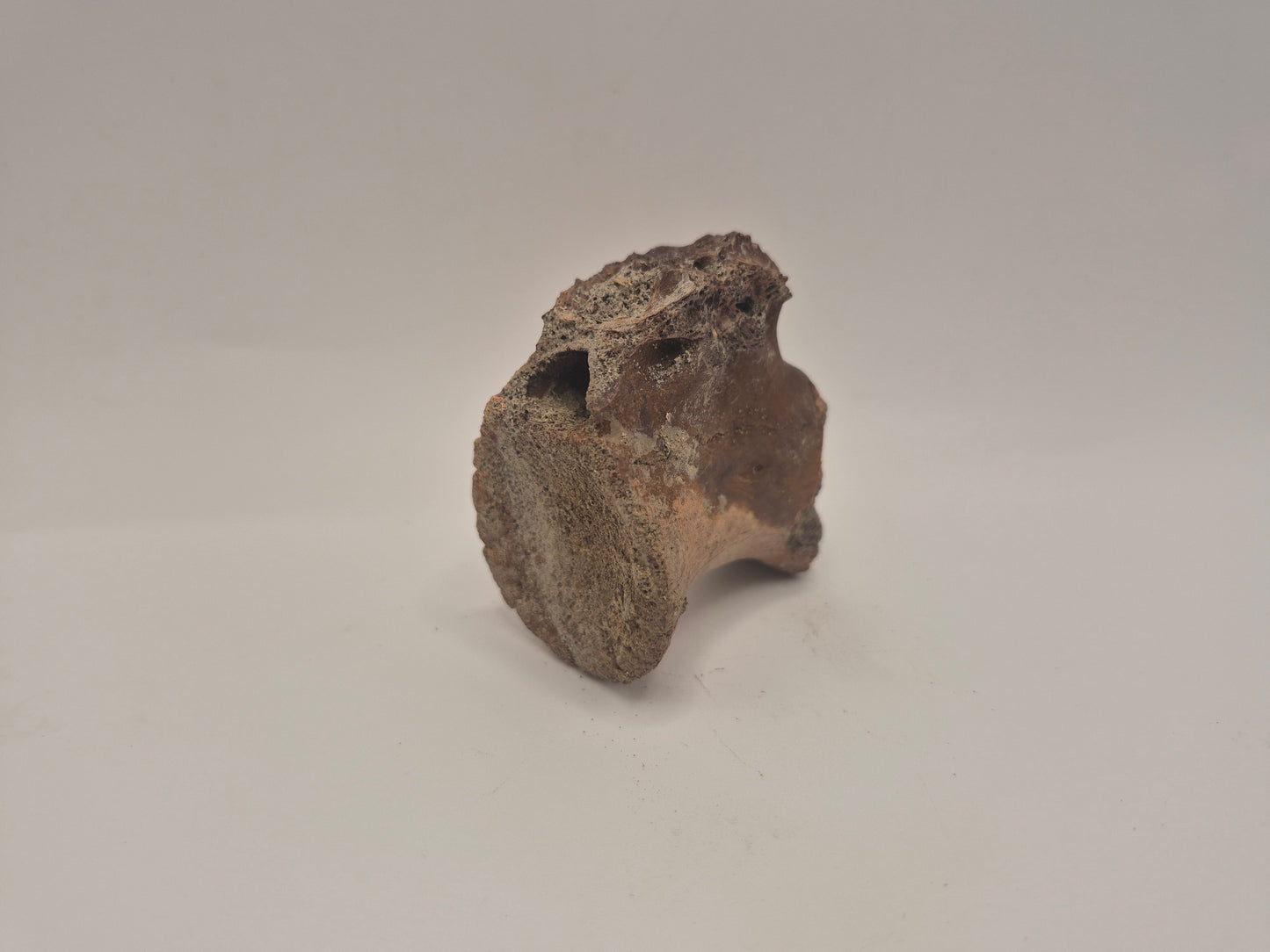 Juvenile Tyrannosauridae indet. Anterior Caudal Vertebra (Judith river)