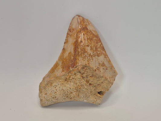 3.2" Megalodon Tooth(Indonesia)