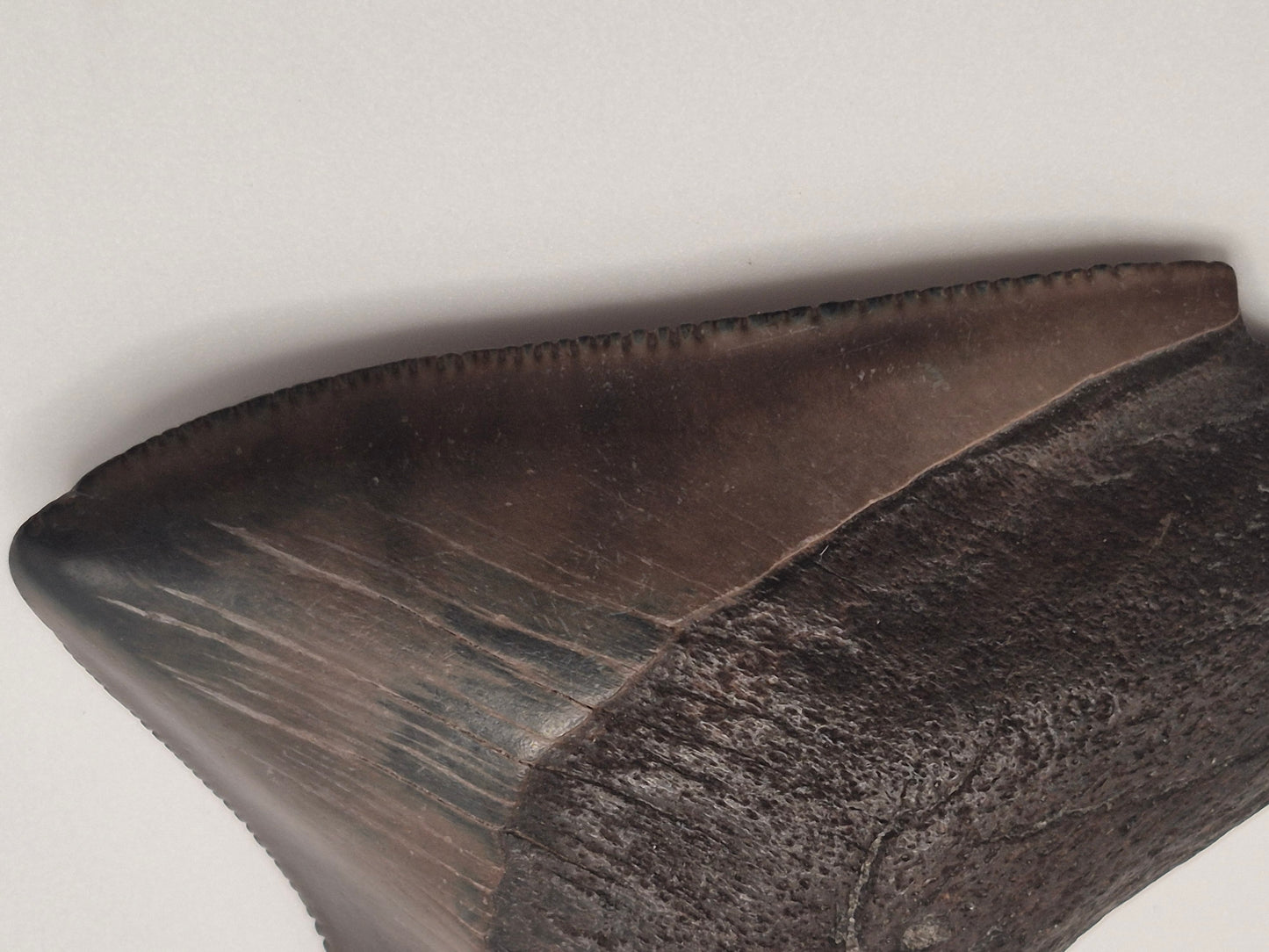 2.38" Posterior Megalodon Tooth(Georgia)