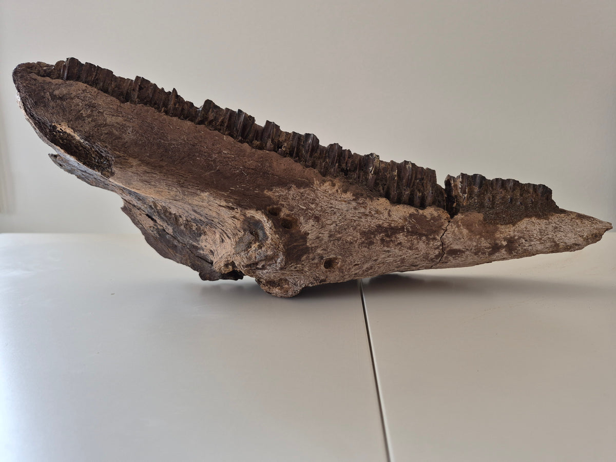 13.8" Hadrosaur Jaw(Judith river)