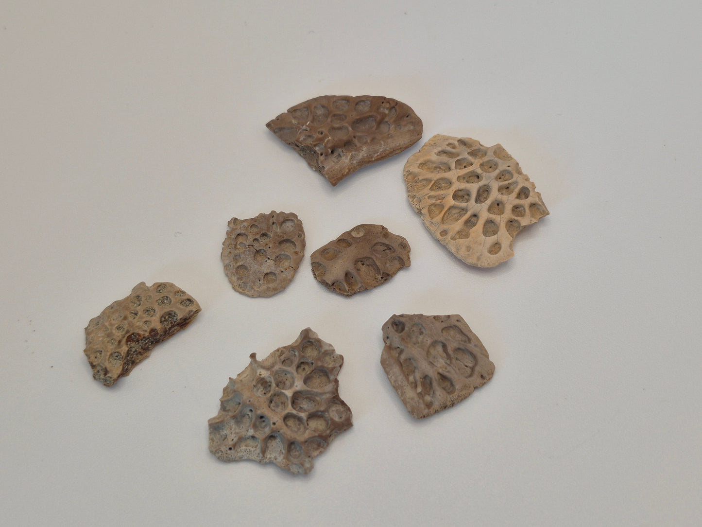 Bundle Of 7 Crocodile Osteoderms(Judith River)