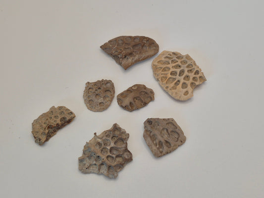 Bundle Of 7 Crocodile Osteoderms(Judith River)