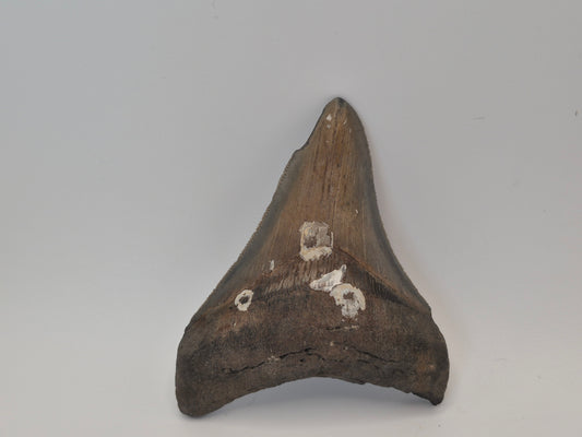 3.68" Megalodon Tooth(North Carolina)