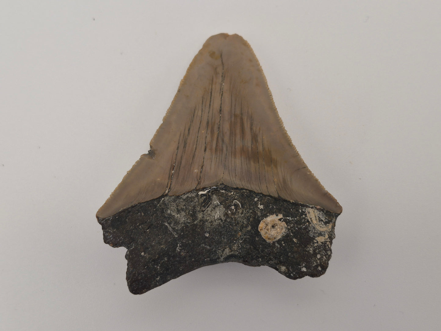 2.91" Megalodon Tooth (North Carolina)