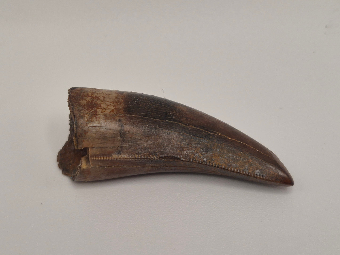 1.5" Tyrannosaur Tooth(Judith River)