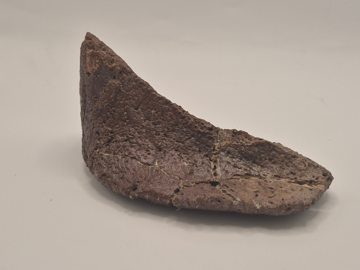 5.75" Ankylosaurus Spiked Scute (Judith River)