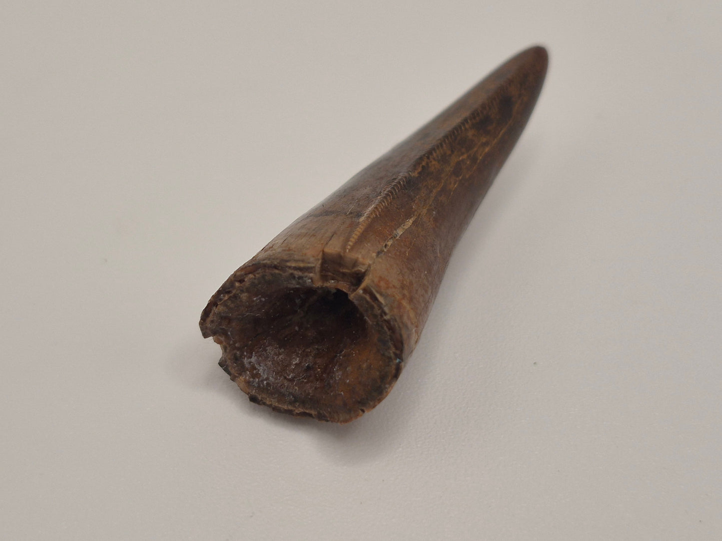 1.5" Tyrannosaur Tooth(Judith River)