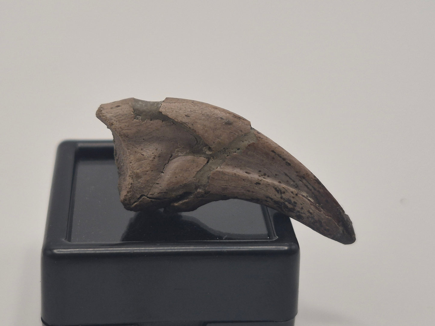 1.33" Troodon Toe Claw(Judith River)