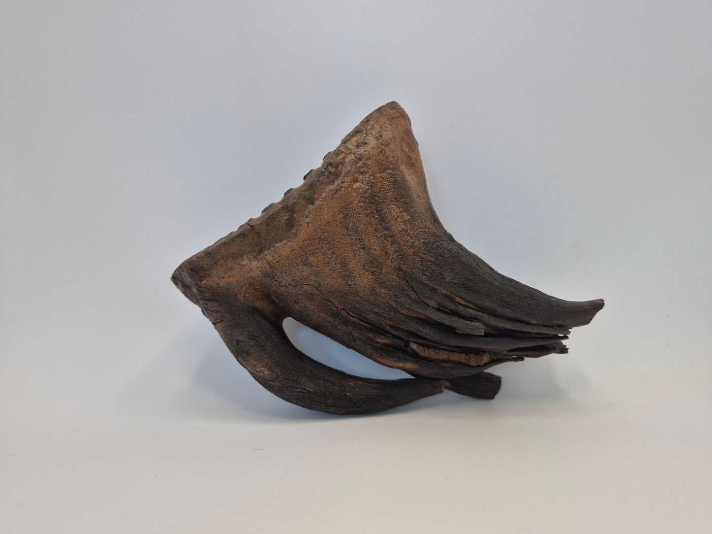 4.7" Mammoth Molar(Alaska)