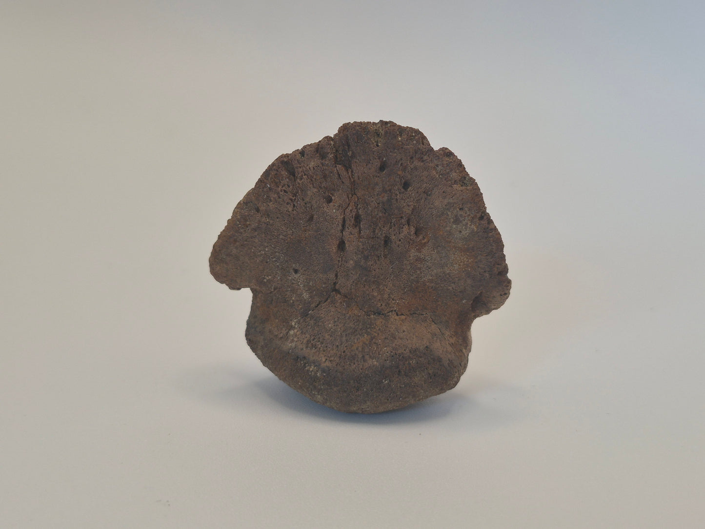 1.76" Hadrosaur Ungual(Judith River)