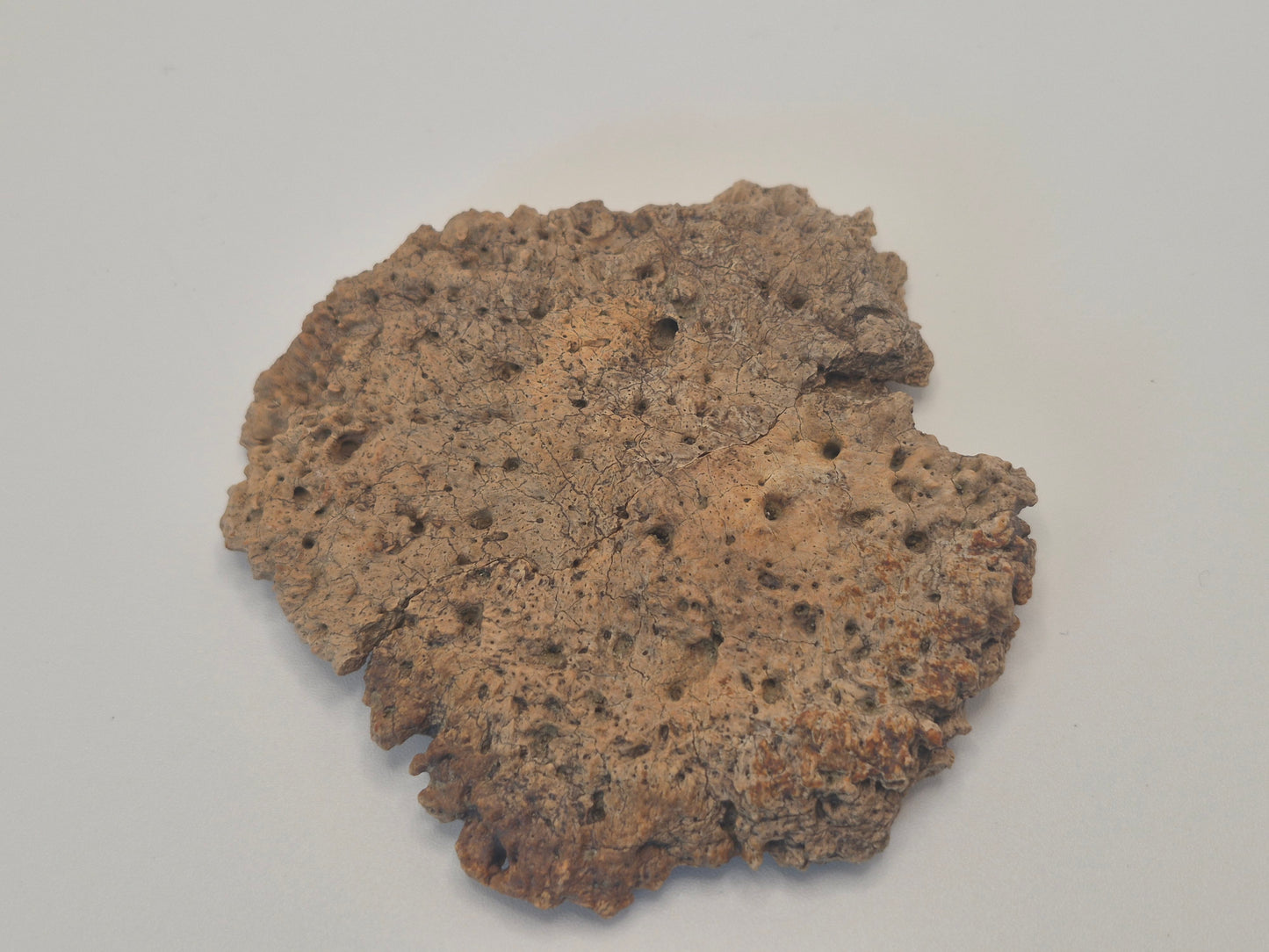 3.27" Ankylosaurus Scute(Judith River)