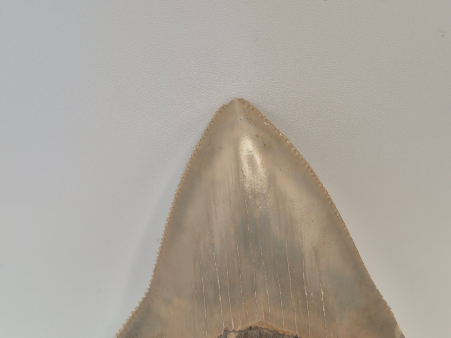 3.4" Megalodon Tooth(Lee Creek Mine)