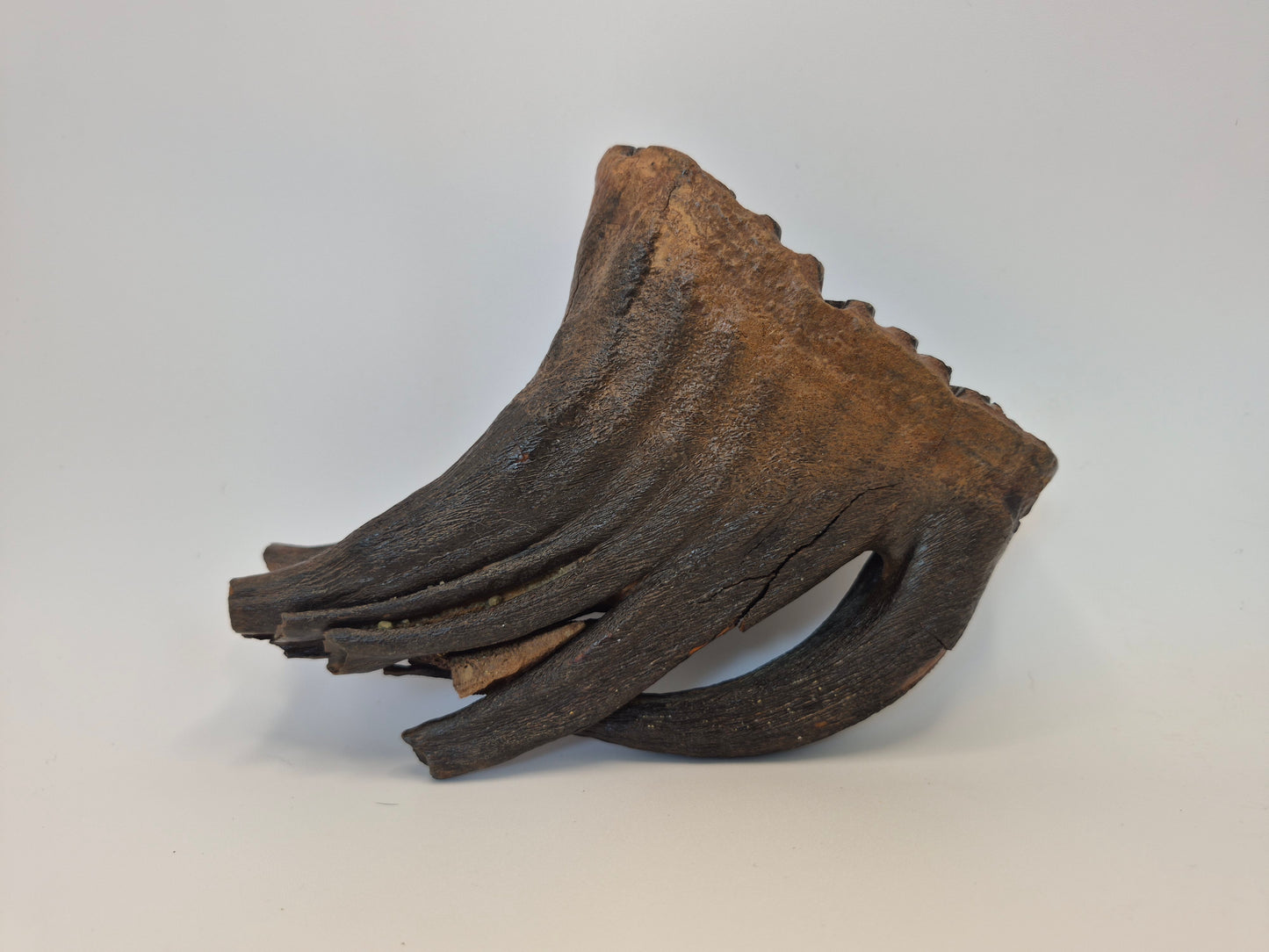 4.7" Mammoth Molar(Alaska)