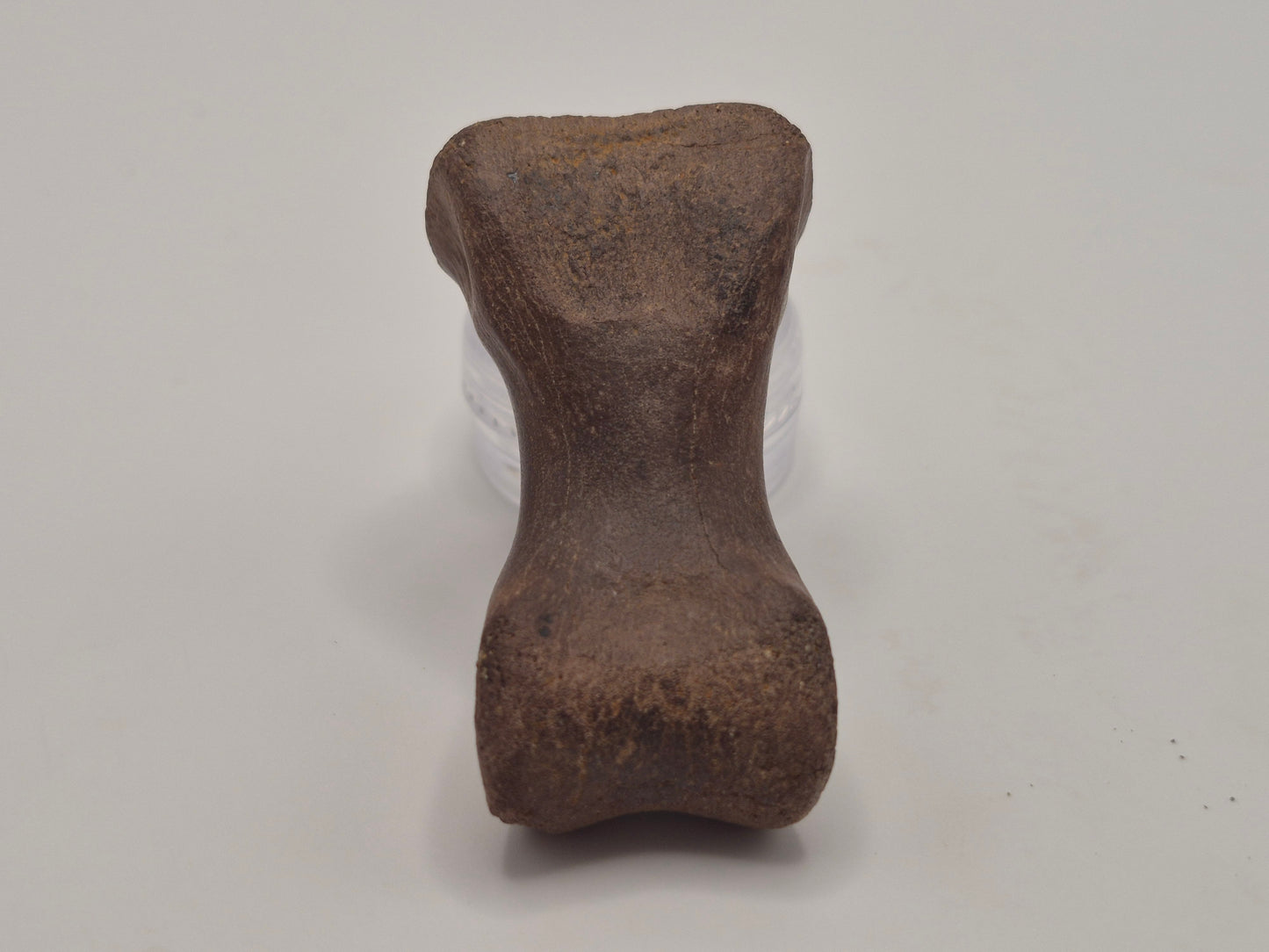 2.15" Juvenile Tyrannosaur Toe Bone(Judith River)