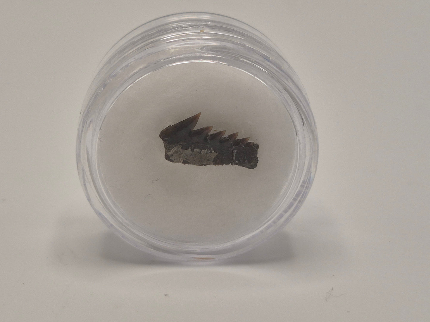 0.5" Protoheptranchias lowei Lower Tooth (Hornby Island)