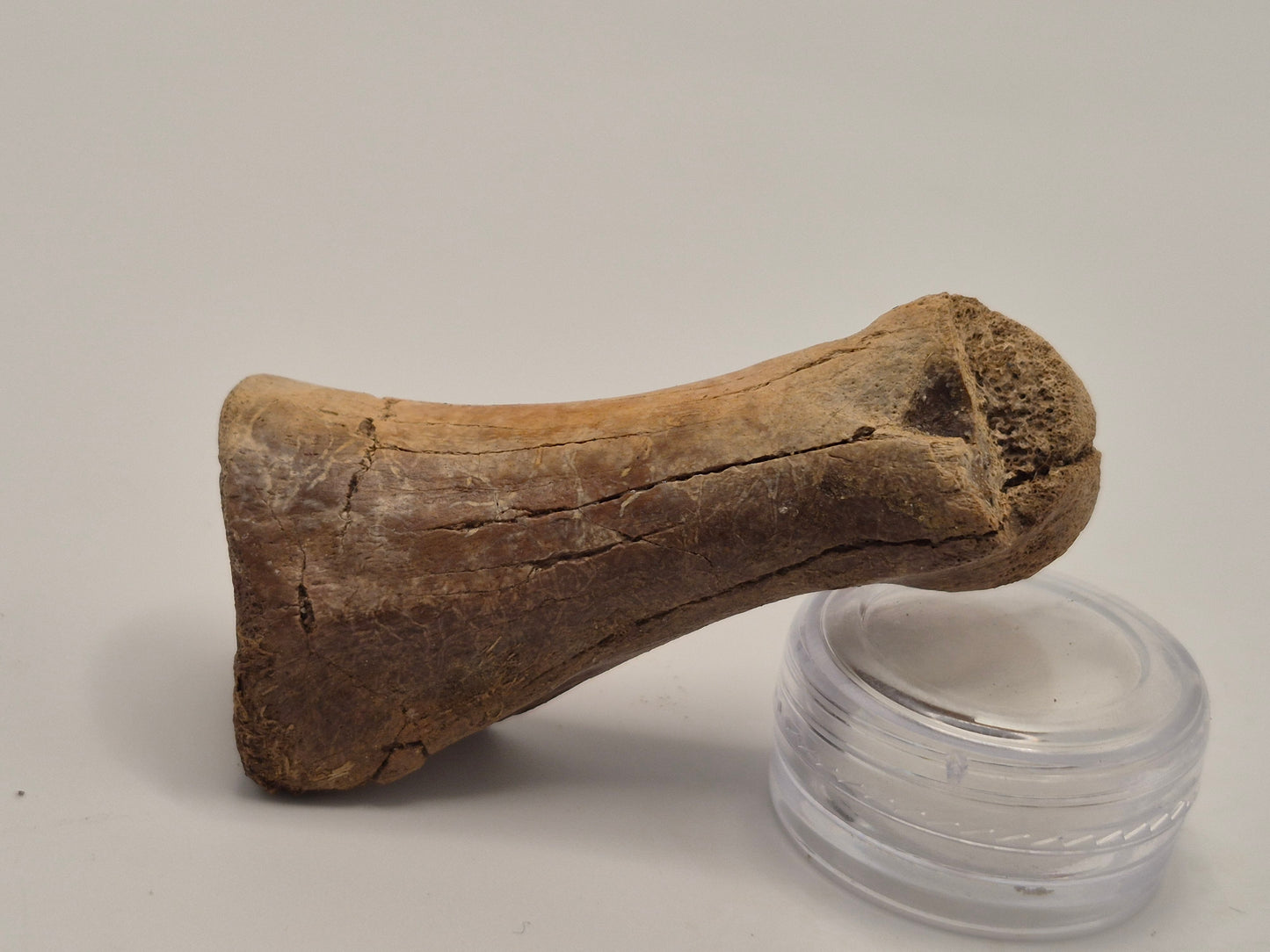 2.54" Ornithomimid Toe Bone (Judith River)