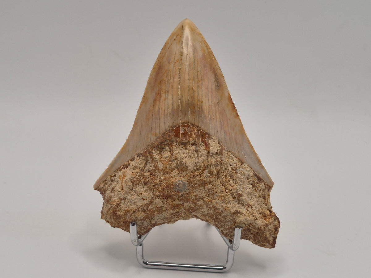 4.01" Megalodon Tooth (Indonesia)