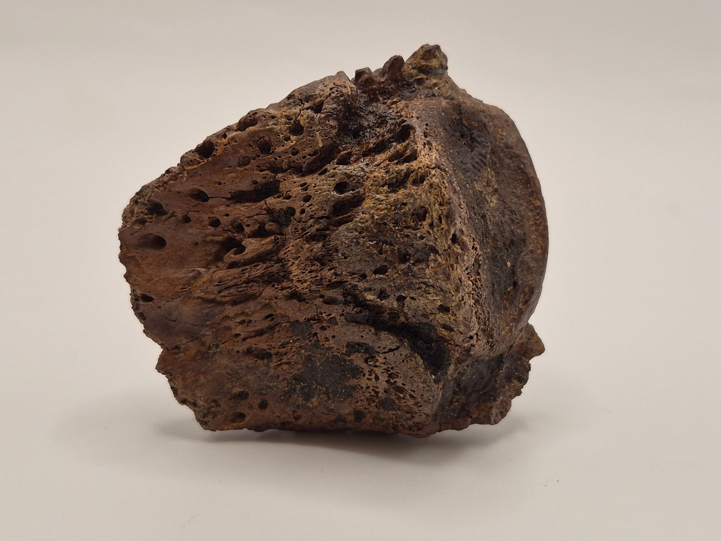 2.56" Ceratopsian Ungual/Claw(Judith River)